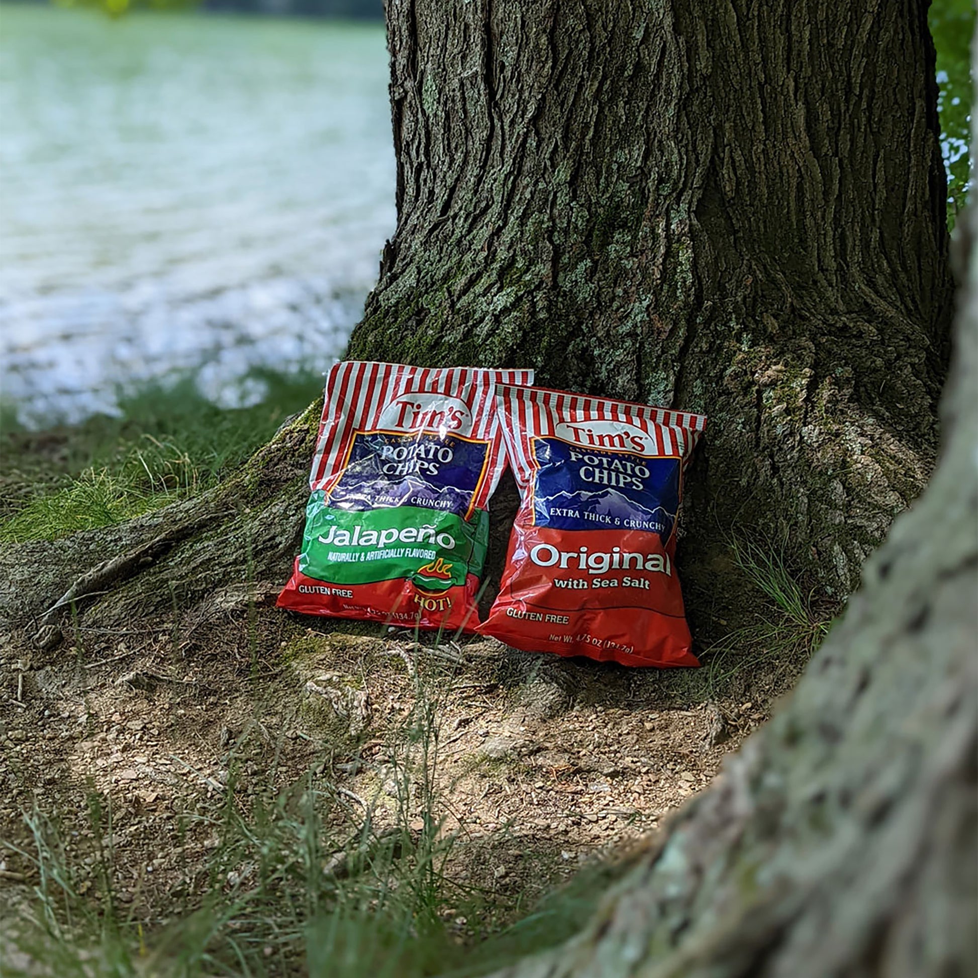 Two bags of Tim's Potato Chips by a tree outdoors