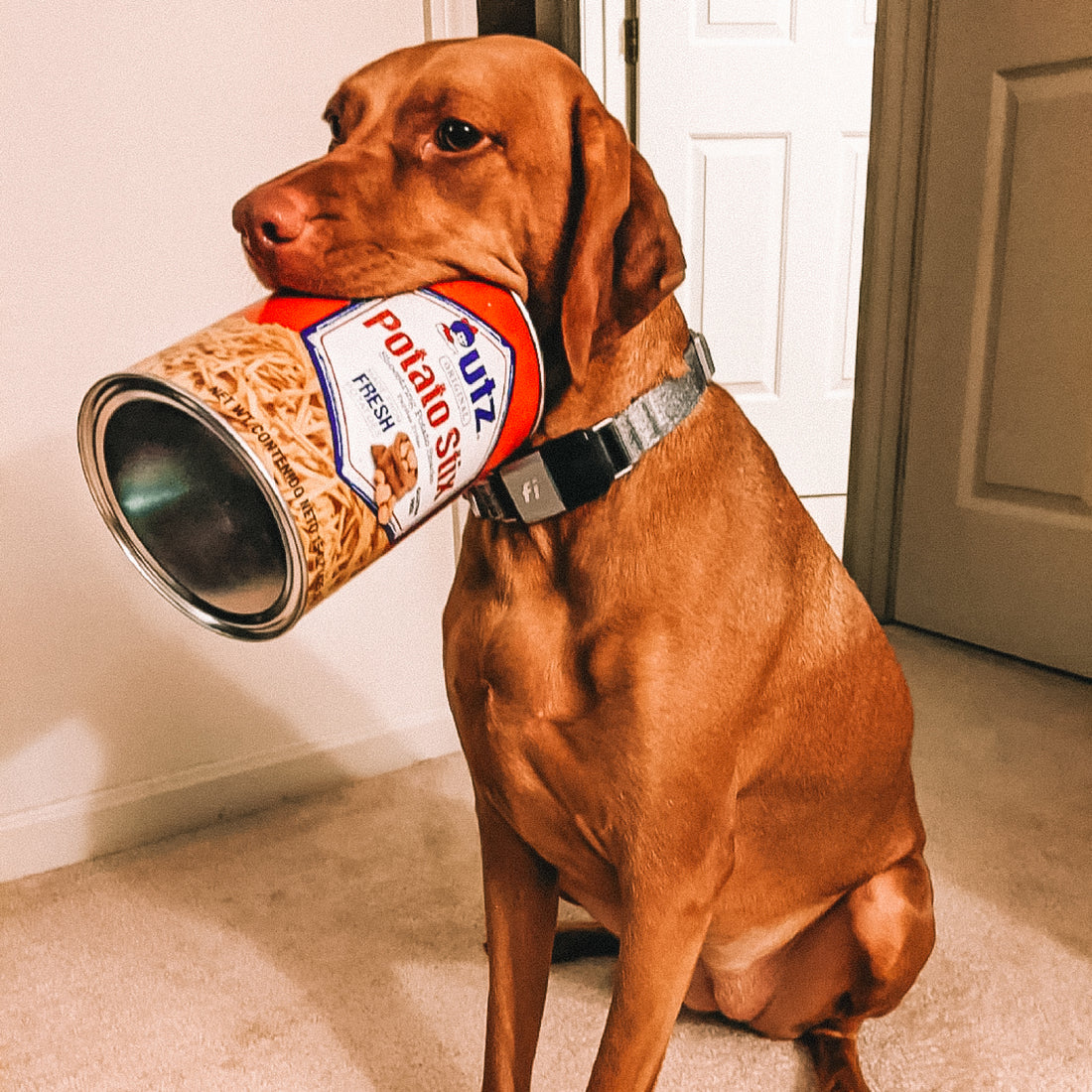 Dog holding a can of Purina Potato Skin in its mouth indoors.